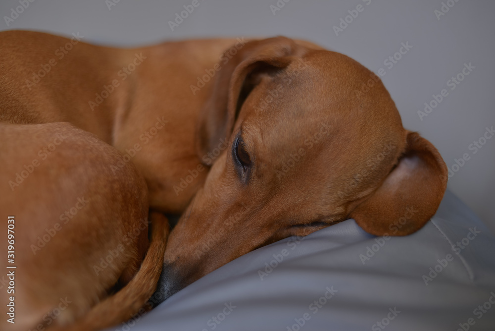 Close up of dachshund puppy. Sleepy cute dog.