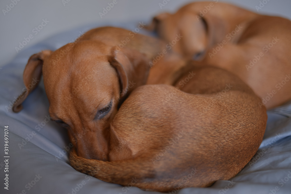 Two dachshund dogs are sleepy, cute dog photography. Two dachshund dogs are sleepy, cute dog photography.