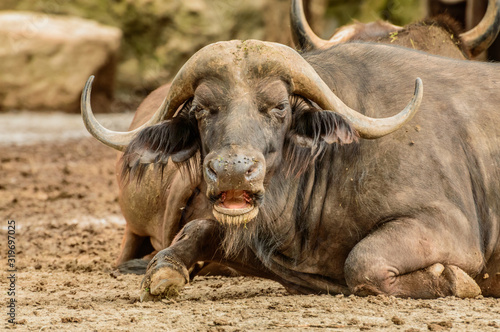 A large buffalo with large horns lies on the ground and rests.