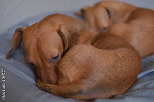 Two dachshund dogs are sleepy, cute dog photography.