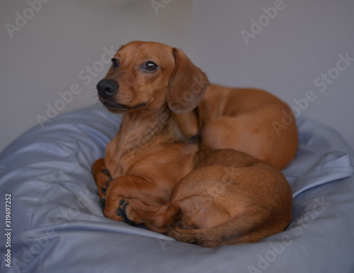 Two dachshund dogs are sleepy, cute dog photography.