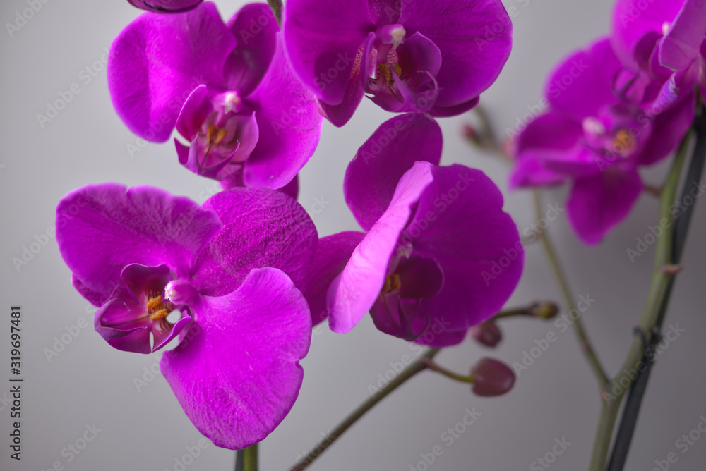 Fototapeta premium Orchid flower, close up of big flowers, strong violet colour.