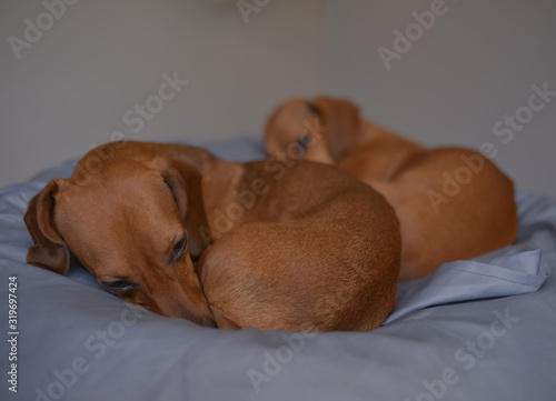 Two dachshund dogs are sleepy, cute dog photography. © reddish