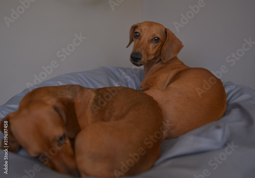Two dachshund dogs are sleepy, cute dog photography.