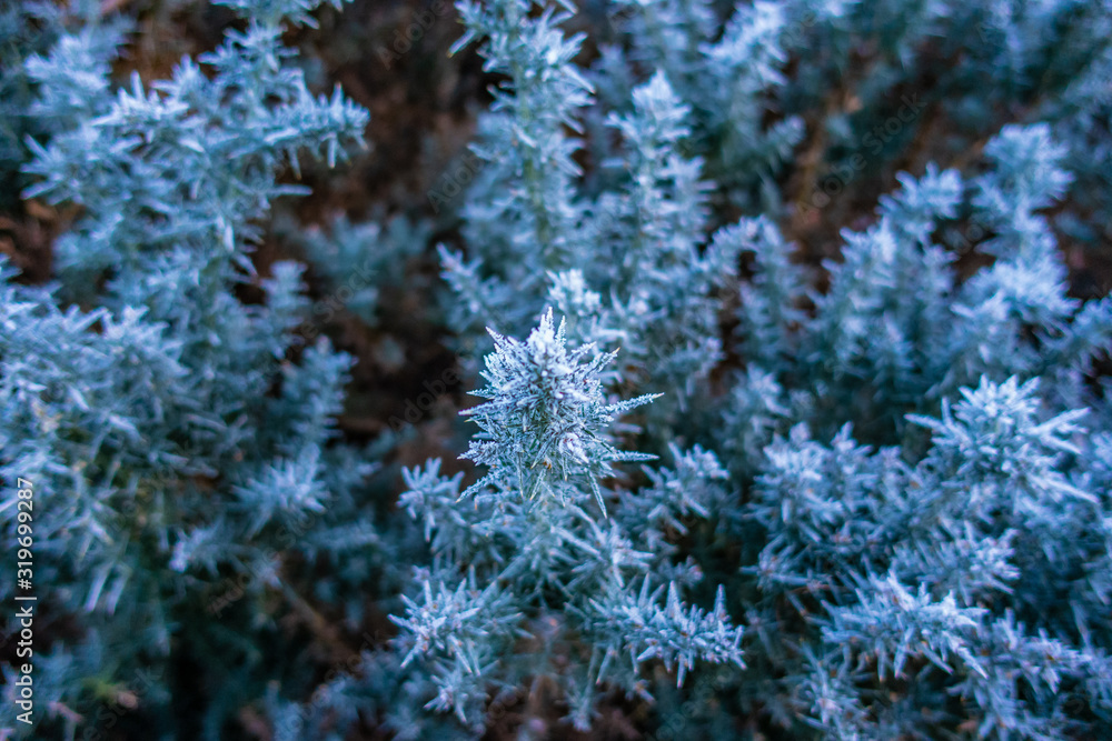 Heavy frost on Gorse Bushes, Glencorse, Pentland Hills, Scotland