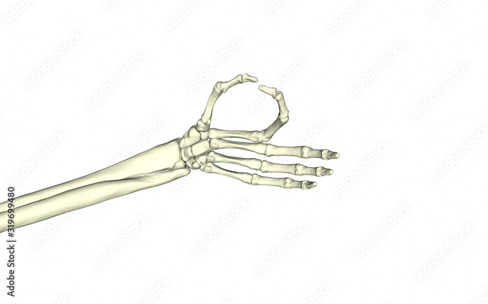 Fototapeta premium Skeleton. Human bones. Arm. Wrist. Brush. The sign is all right. All OK. On white background. The medicine. Anatomy. Survey Diagnosis. 3d rendering.