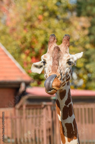 Photography The giraffe cleans its mouth with a long dark tongue.