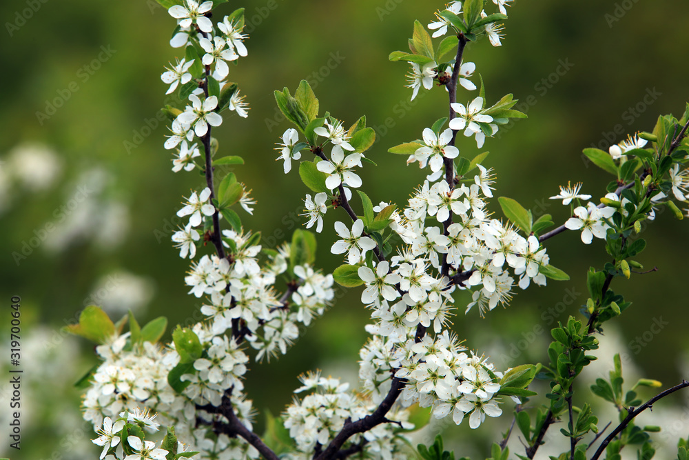 bird cherry blossoms bird cherry blossoms