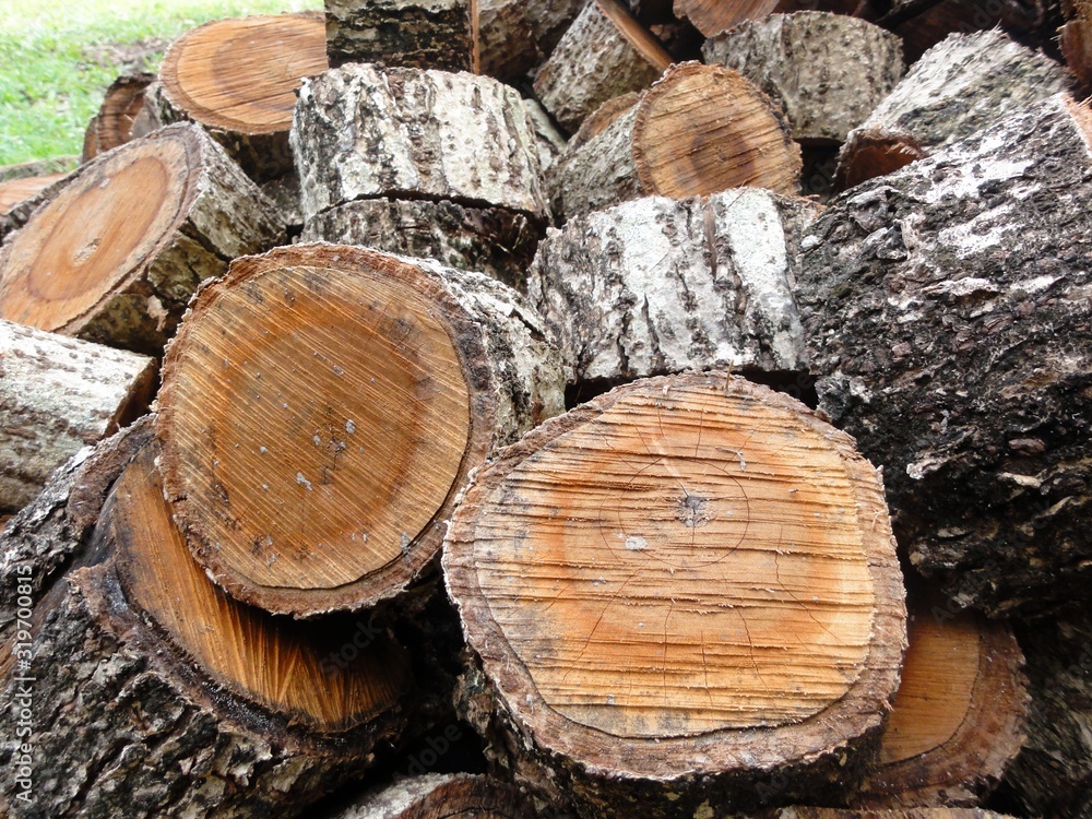 Chopped pieces of wood from a tree trunk Chopped pieces of wood from a tree trunk