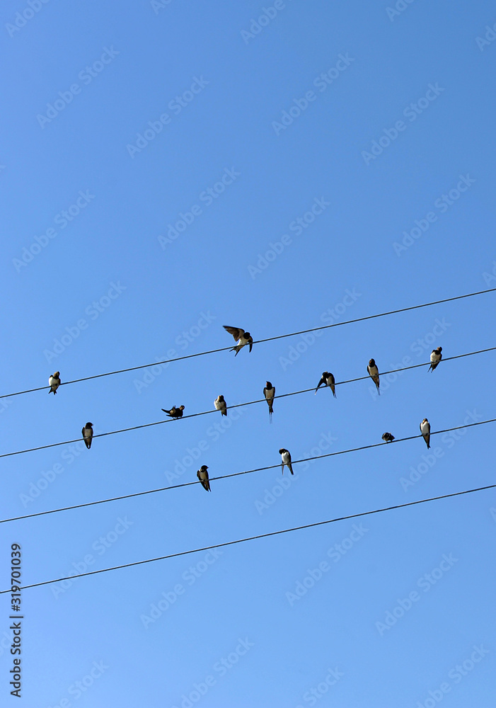 Golondrinas posadas en cables eléctricos con un fondo de cielo azul Golondrinas posadas en cables eléctricos con un fondo de cielo azul