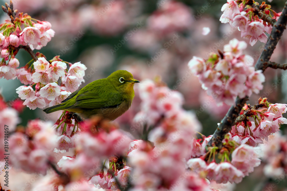 寒緋桜 寒緋桜