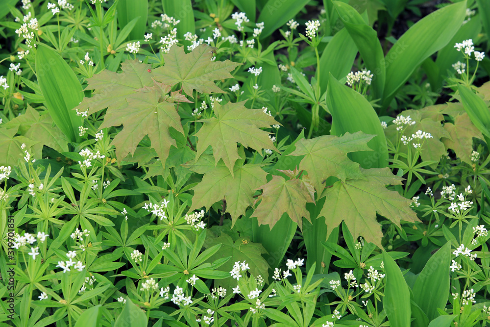 Obraz premium bedstraw in a clearing