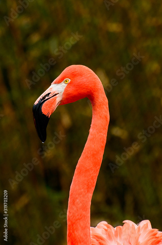 Crimson flamingo stands on the water's edge with a long neck, red feathers and a large black beak.