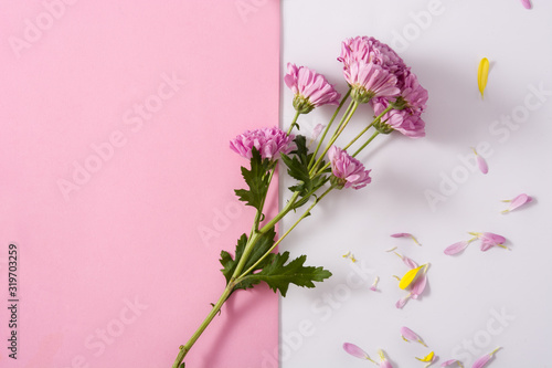 Purple chrysanthemum and petals on white and pink background