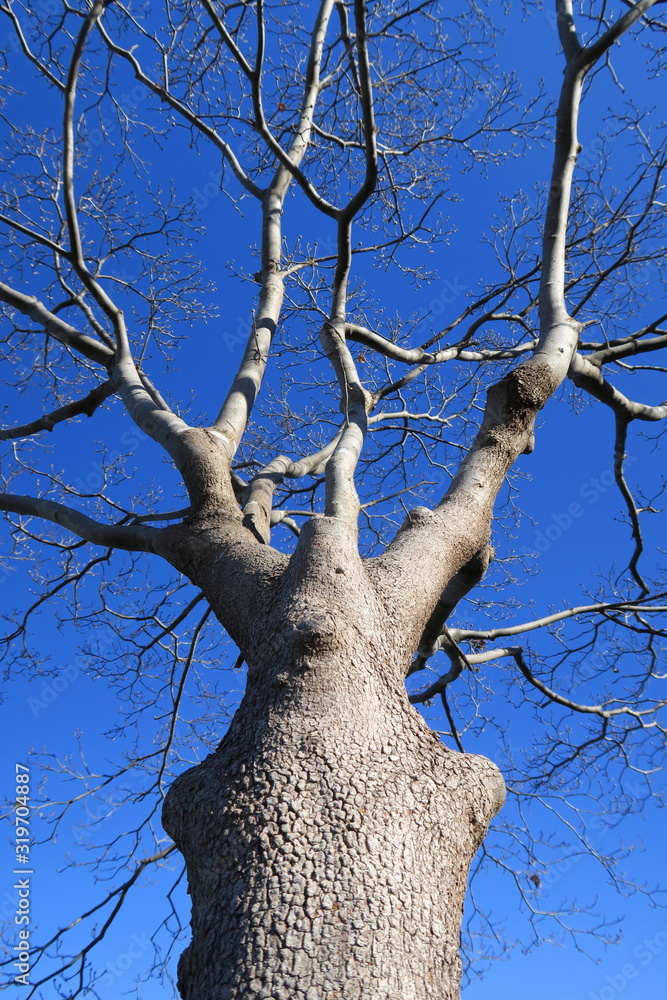 冬空とハナミズキの枯れ木 Stock Photo Adobe Stock