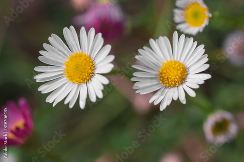 Daisies in a field on a green background close-up