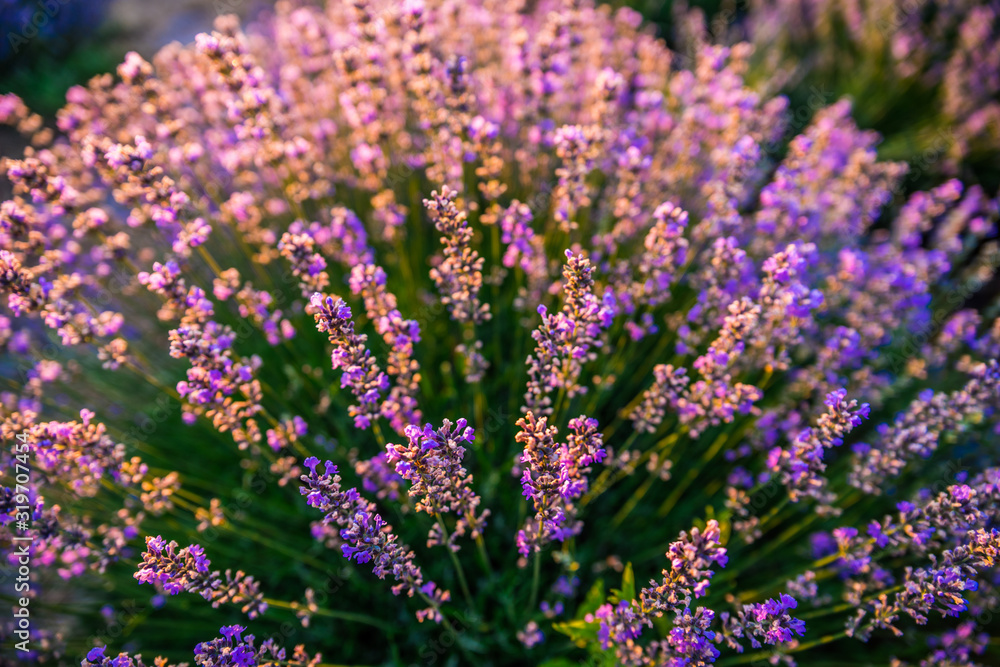 Obraz premium Colorful flowering lavandula or lavender field in the dawn light.