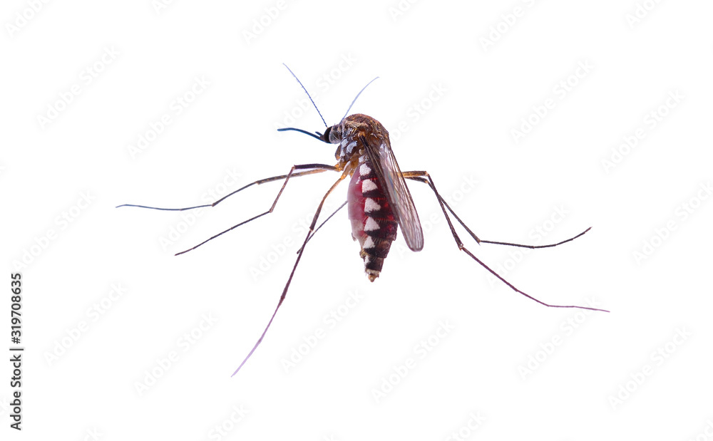 Striped mosquitoes isolated on a white background Striped mosquitoes isolated on a white background