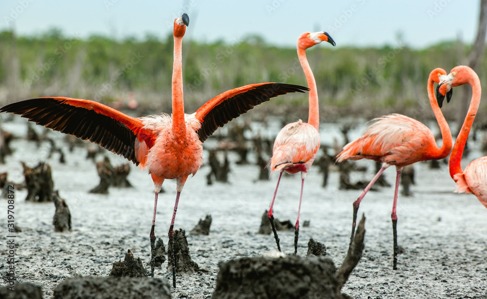 Fototapeta premium Caribbean flamingos ( Phoenicopterus ruber ruber). Rio Maximo, Camaguey, Cuba.