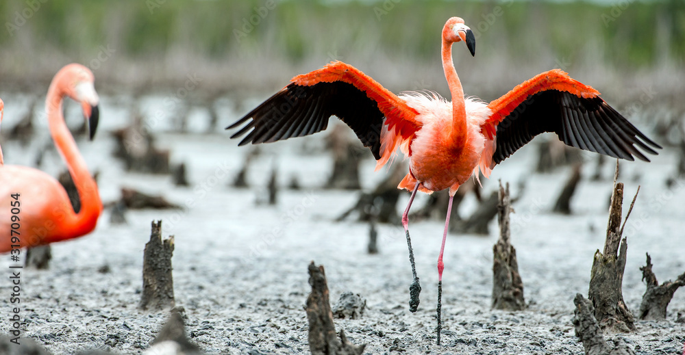 Fototapeta premium Caribbean flamingos ( Phoenicopterus ruber ruber). Rio Maximo, Camaguey, Cuba.