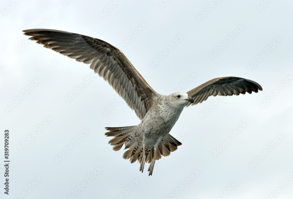 Obraz premium Juvenile Kelp gull (Larus dominicanus) in flight