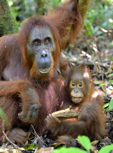 Mother orangutan and cub in a natural habitat. Bornean orangutan (Pongo pygmaeus wurmbii) in the wild nature. Rainforest of Island Borneo. Indonesia.