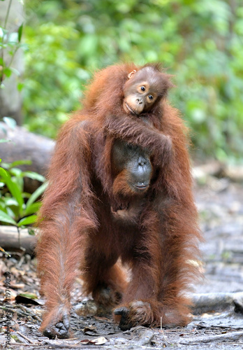 Mother orangutan and cub in a natural habitat. Bornean orangutan (Pongo  pygmaeus wurmbii) in the wild nature. Rainforest of Island Borneo. Indonesia.