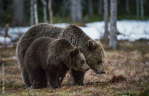 Brown Bears (Ursus arctos). She-bear and Bear-cub on a bog. Spring forest.