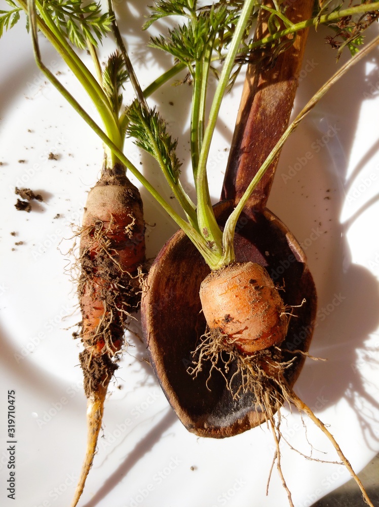 Two raw carrots in wooden spoon with soil from my organic garden in white plate, close up