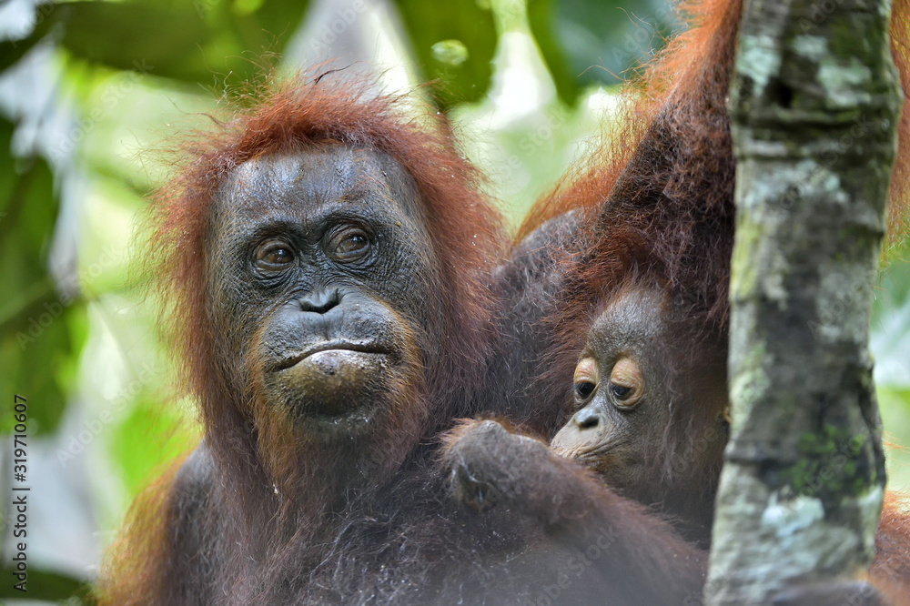 Mother orangutan and cub in a natural habitat. Bornean orangutan (Pongo pygmaeus wurmbii) in the wild nature. Rainforest of Island Borneo. Indonesia. Mother orangutan and cub in a natural habitat. Bornean orangutan (Pongo pygmaeus wurmbii) in the wild nature. Rainforest of Island Borneo. Indonesia.