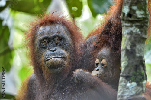 Mother orangutan and cub in a natural habitat. Bornean orangutan  Pongo  pygmaeus wurmbii  in the wild nature. Rainforest of Island Borneo. Indonesia.