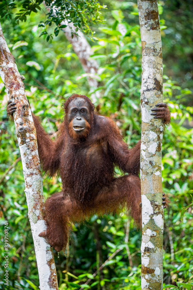 Fototapeta premium Central Bornean orangutan ( Pongo pygmaeus wurmbii ) in natural habitat on the tree. Wild nature in Tropical Rainforest of Borneo.