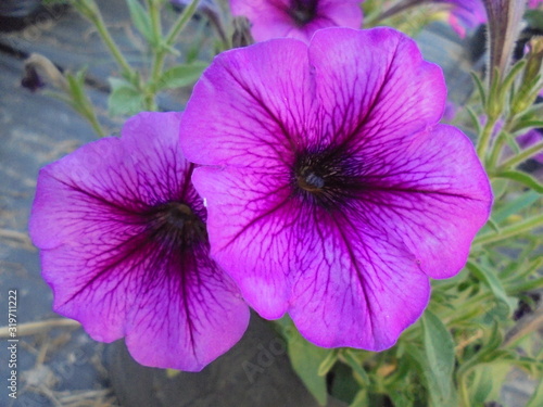 purple flower in garden