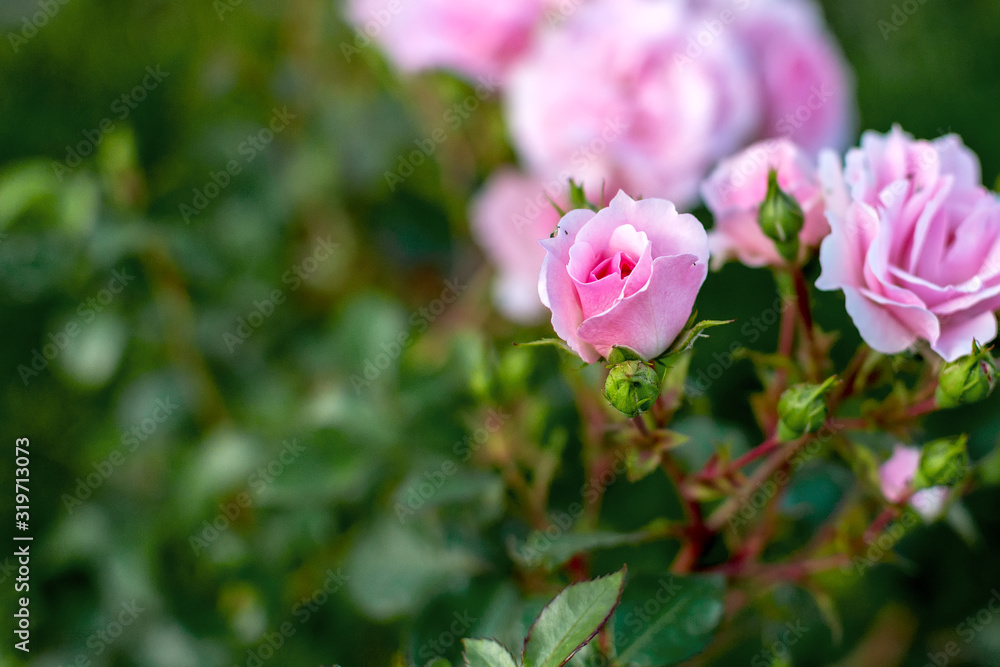 a small rose on a branch against the background of flowers and leaves a small rose on a branch against the background of flowers and leaves