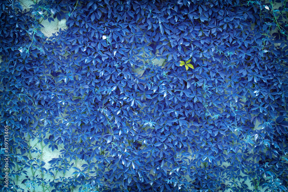 Obraz premium green ivy on wall