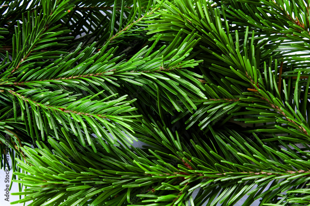 a green cone in the branches of an evergreen tree a green cone in the branches of an evergreen tree