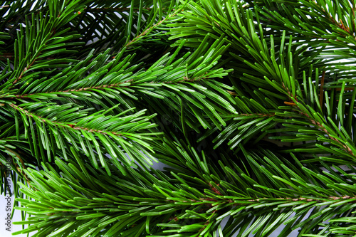 a green cone in the branches of an evergreen tree
