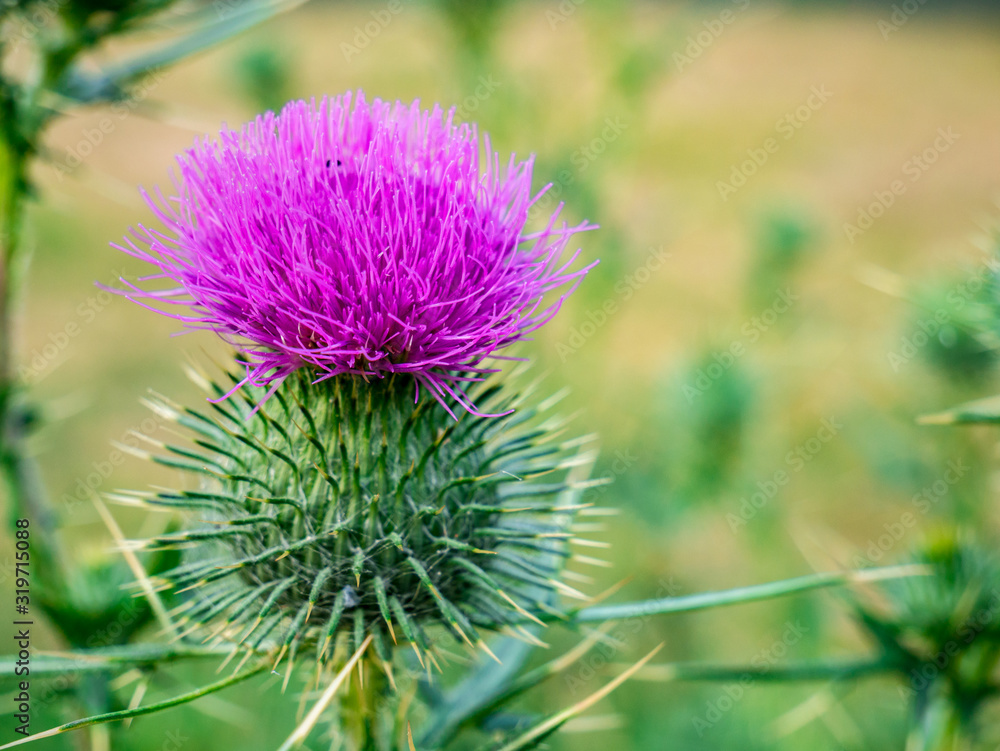 Close-up of purple spiny plumeless thistle flower(Carduus Acanthoide) Close-up of purple spiny plumeless thistle flower(Carduus Acanthoide)