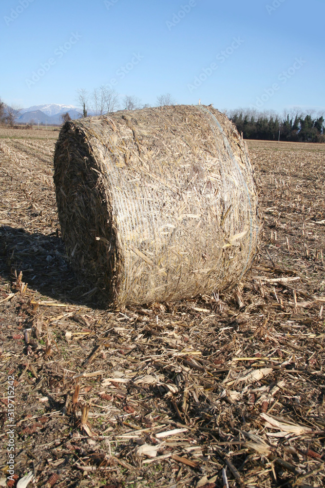 Golden dry hay bales on a corn field on winter season. Agricultural landscape in northern Italy Golden dry hay bales on a corn field on winter season. Agricultural landscape in northern Italy