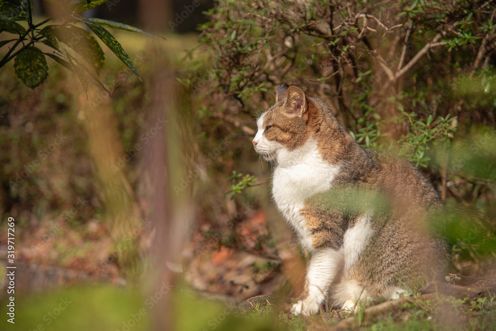 猫の日常 猫の日常