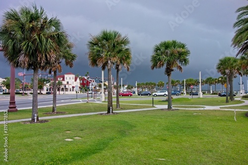 View of Palm Trees, Florida