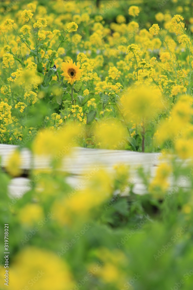 Fototapeta premium 南伊豆町日野 菜の花畑に咲くひまわり