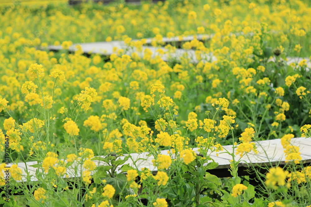 Fototapeta premium 南伊豆町日野 菜の花畑