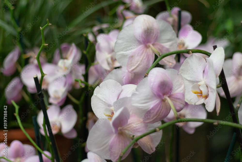 Fototapeta premium blooming orchid flowers