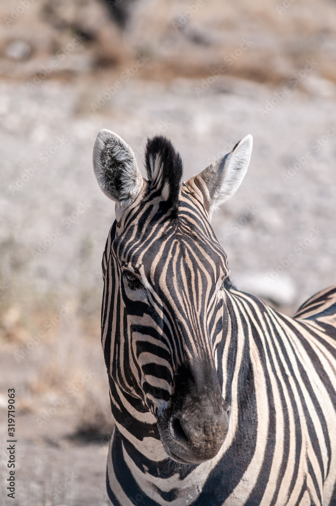 Naklejka premium Closeup of the head of a Burchell's Plains zebra -Equus quagga burchelli- in Etosha National Park, Namibia.