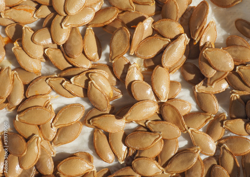 pumpkin squash seed