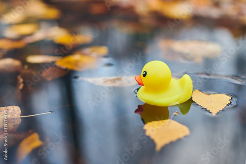 Autumn duck toy in puddle with leaves photo