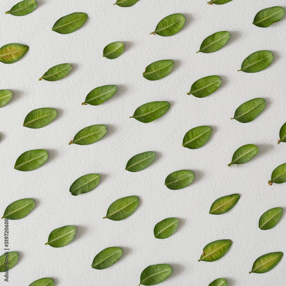 Creative layout pattern with green leaves. Nature flat lay. Minimal spring concept. Creative layout pattern with green leaves. Nature flat lay. Minimal spring concept.