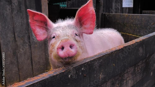 Retrato de cerca de cabeza de cerdo color rosa con grandes orejas y ocico sucio photo