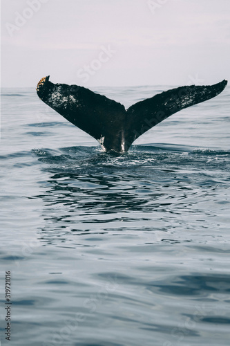 Humpback whale tail